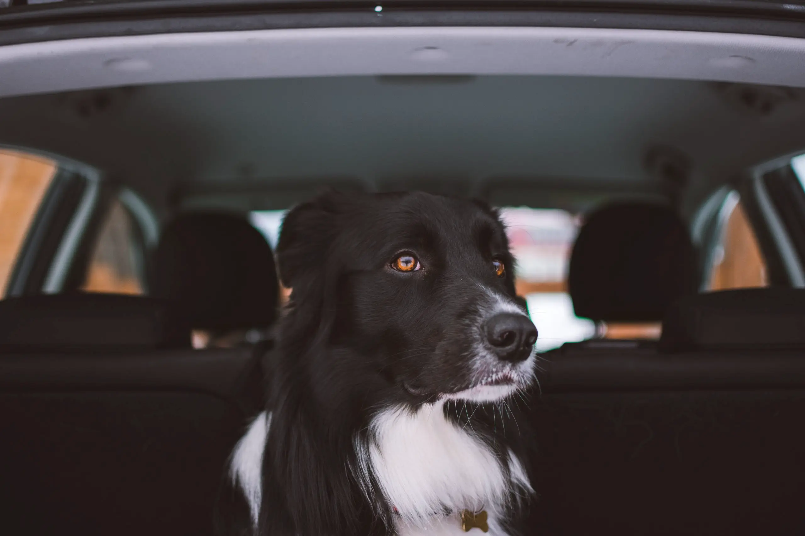 En svart hund sitter i bagasjerommet til en bil. Heteslag hos hund