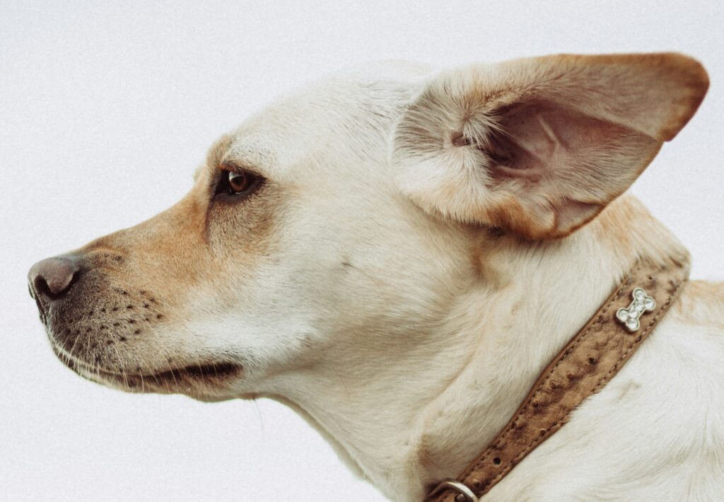 Nærbilde av hvordan øret til en hund ser ut