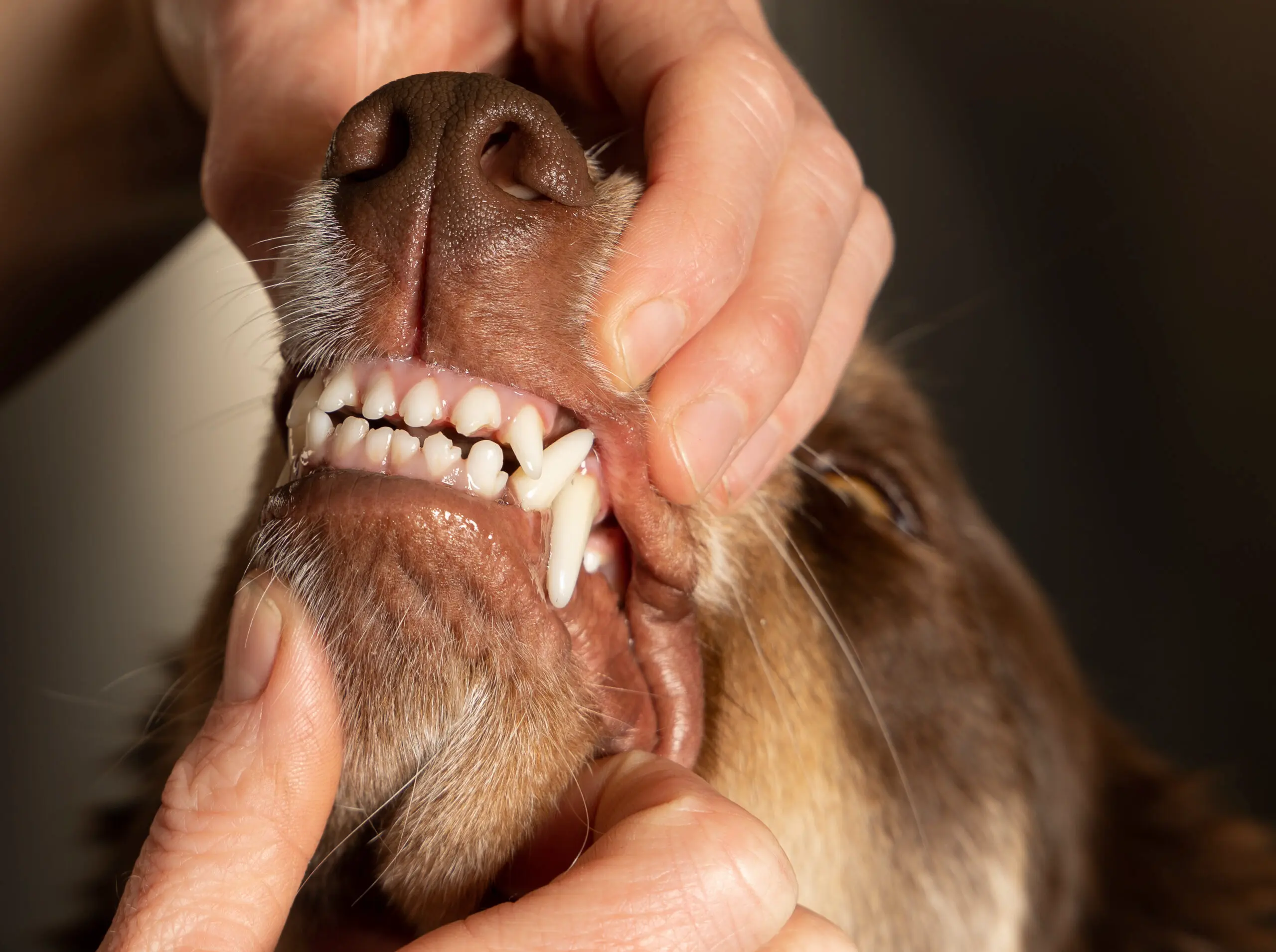 En veterinær undersøker munnen på en hund. Tannregulering hos hund
