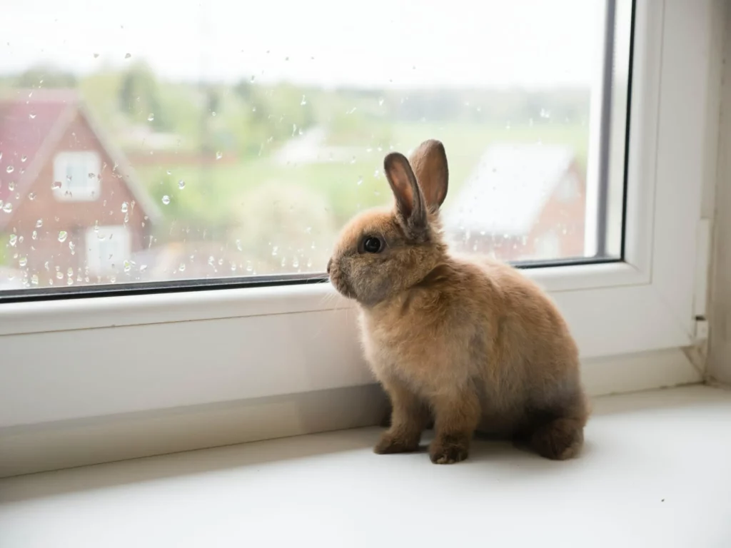 En kanin sitter i et vindu. behov hos en kanin.