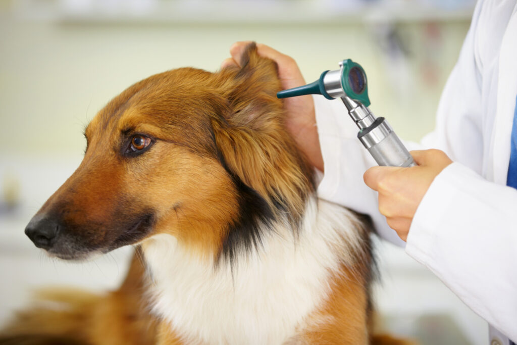 Dyrlege bruker otoskop for å sjekke hundens øre.