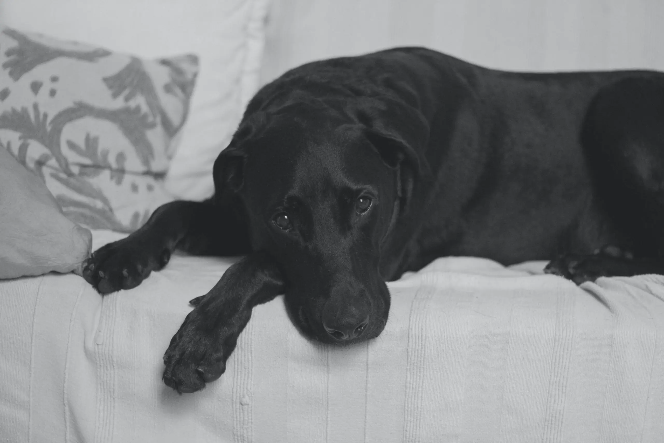 En svart labrador ligger på en seng.