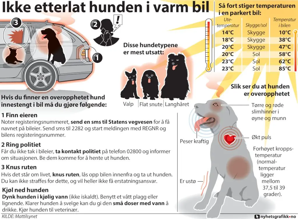 Illustrasjon for hvordan man oppdager heteslag hos hund med en liste over symptomer. Heteslag hos hund
