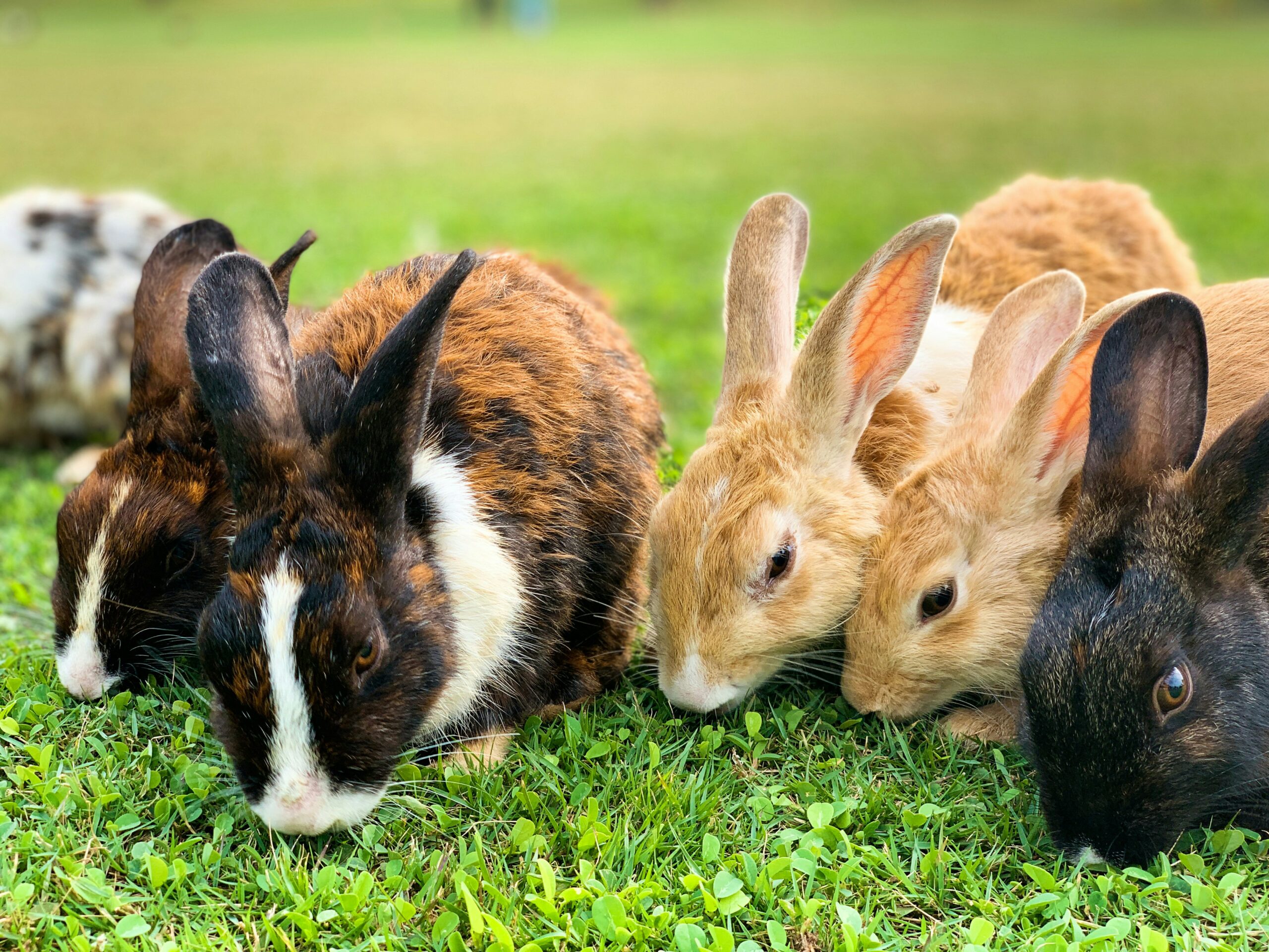Read more about the article 10 Fakta om kaniner du kanskje ikke visste om